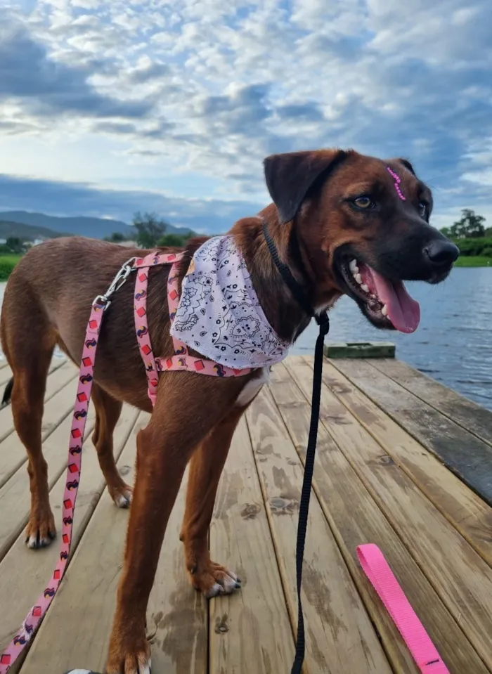 Cachorro raça SRD-ViraLata idade 3 anos nome Rosinha