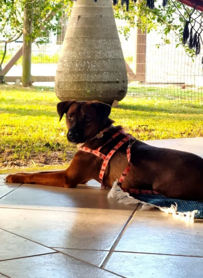 Cachorro raça SRD-ViraLata idade 3 anos nome Rosinha