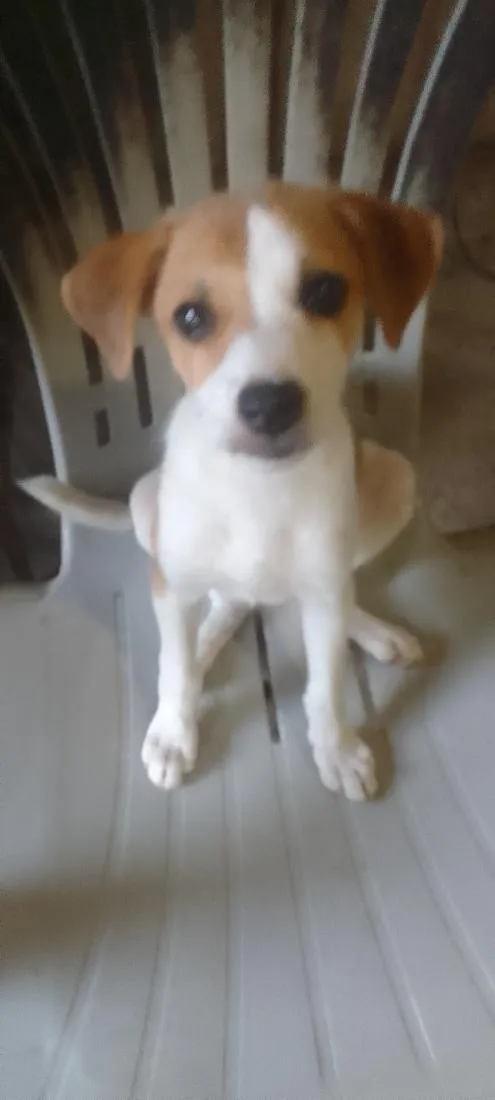 Cachorro raça Poodle idade 1 ano nome Less