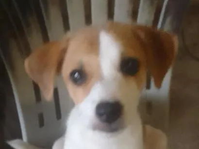 Cachorro raça Poodle idade 1 ano nome Less