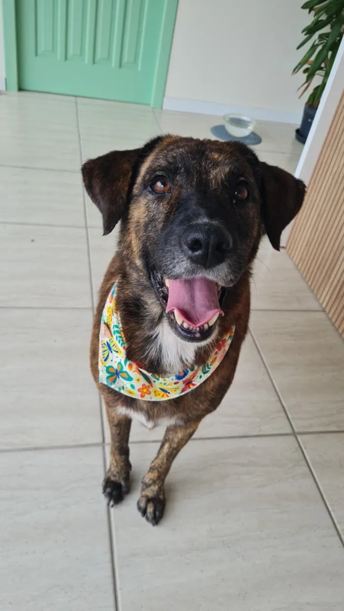 Cachorro raça SRD-ViraLata idade 2 anos nome Tigresa