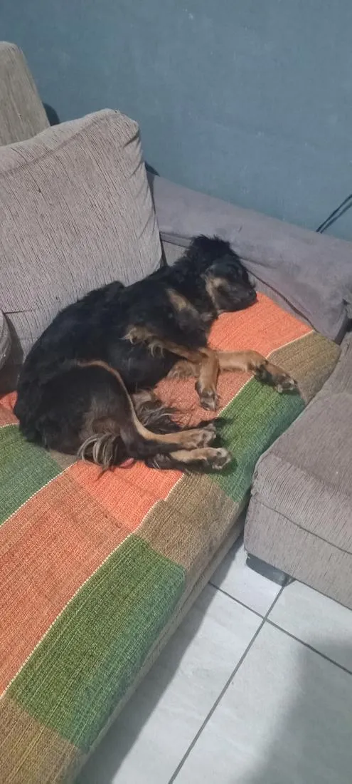 Cachorro raça SRD-ViraLata idade 2 a 6 meses nome pandora