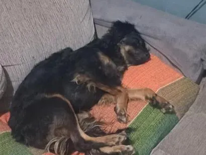 Cachorro raça SRD-ViraLata idade 2 a 6 meses nome pandora