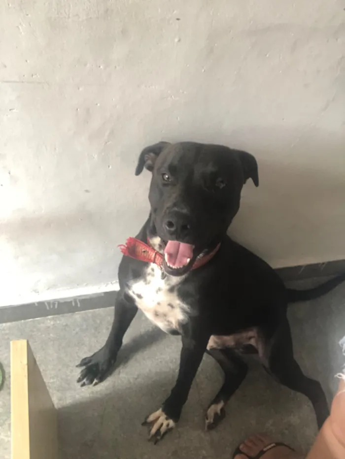 Cachorro raça Pit-Bull idade 2 anos nome Madara