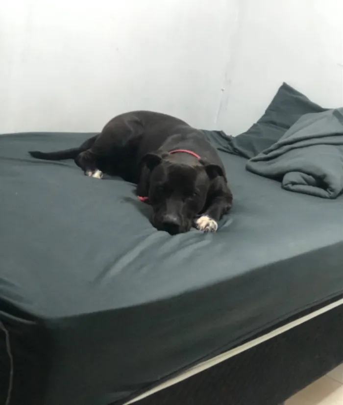 Cachorro raça Pit-Bull idade 2 anos nome Madara