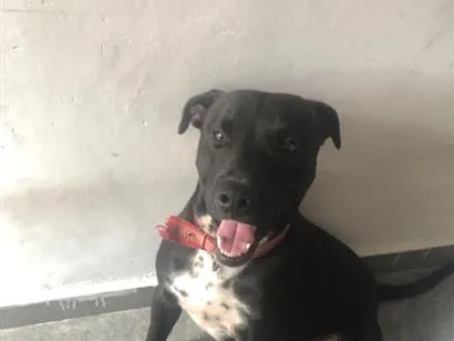Cachorro raça Pit-Bull idade 2 anos nome Madara