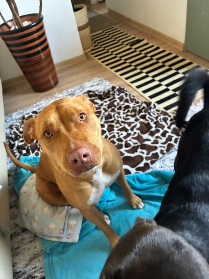 Cachorro raça Pit-Bull idade 2 anos nome Ravena 