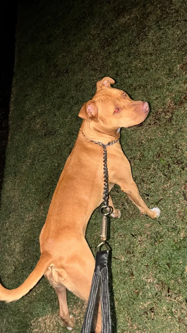 Cachorro raça Pit-Bull idade 2 anos nome Ravena 