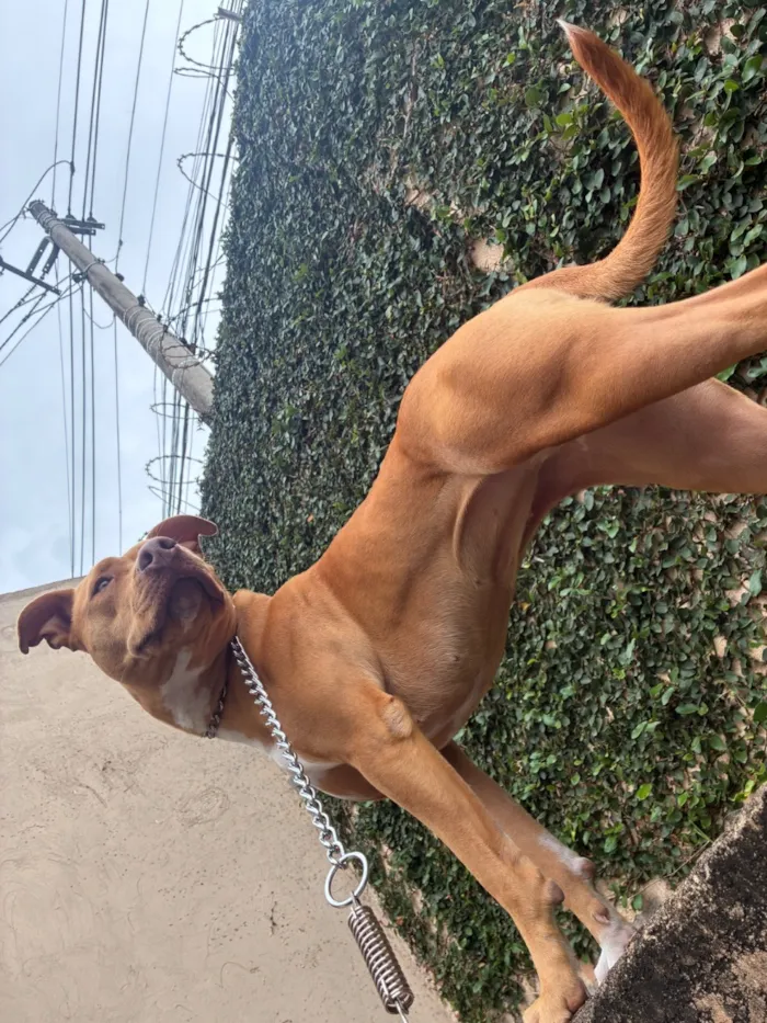 Cachorro raça Pit-Bull idade 2 anos nome Ravena 