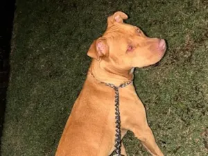 Cachorro raça Pit-Bull idade 2 anos nome Ravena 