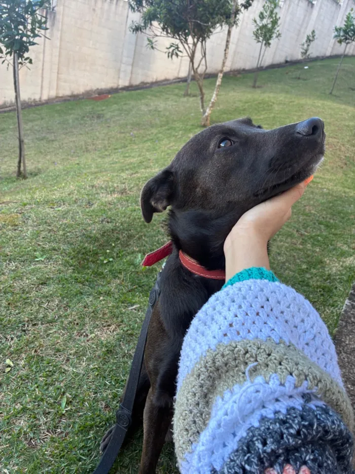 Cachorro raça SRD-ViraLata idade 2 anos nome Baby