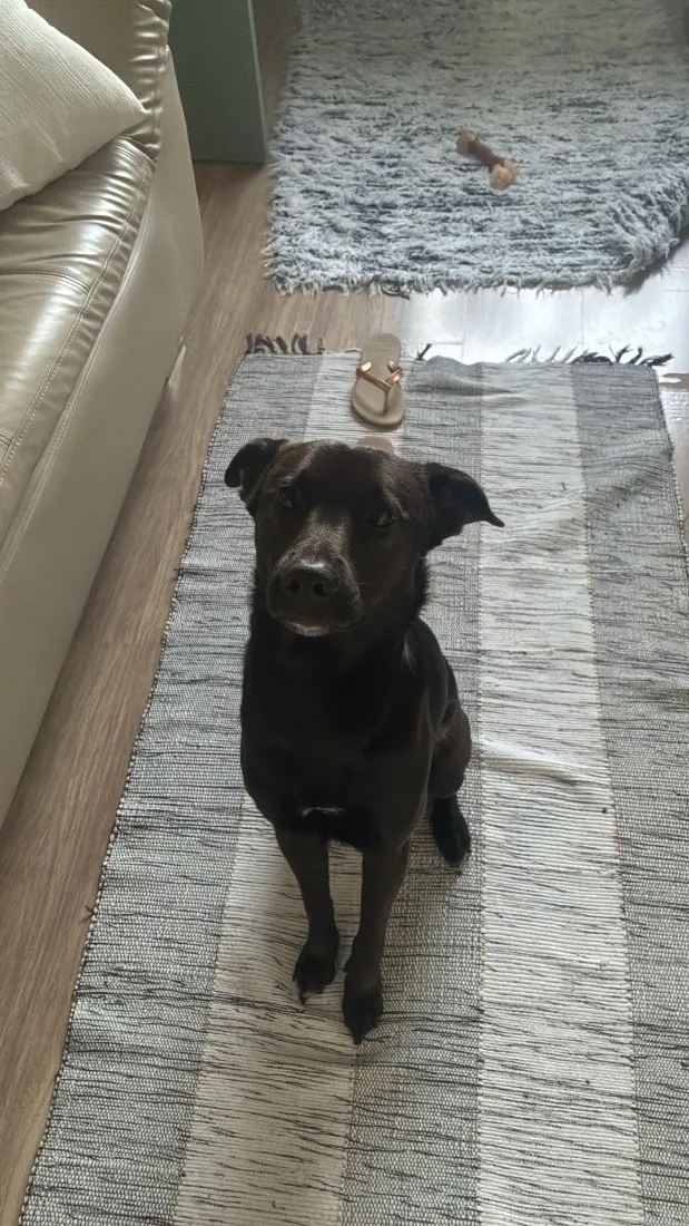 Cachorro raça SRD-ViraLata idade 2 anos nome Baby