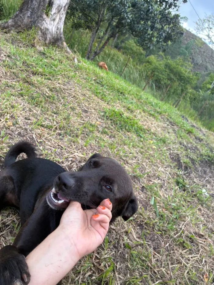 Cachorro raça SRD-ViraLata idade 2 anos nome Baby