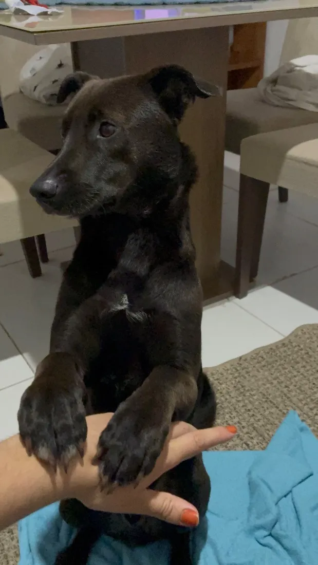 Cachorro raça SRD-ViraLata idade 2 anos nome Baby