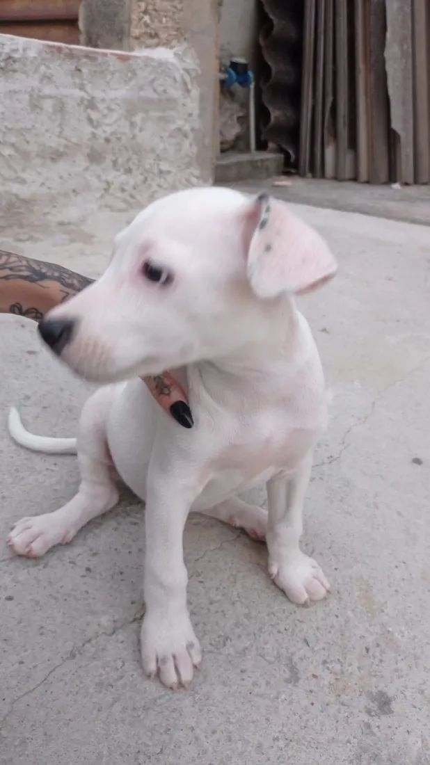 Cachorro raça Pit-Bull idade 2 a 6 meses nome Luna
