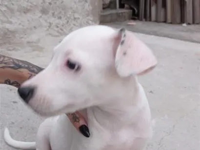 Cachorro raça Pit-Bull idade 2 a 6 meses nome Luna