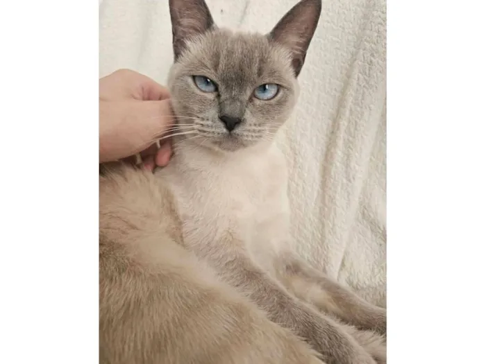 Gato raça Siamês idade 1 ano nome Alluka