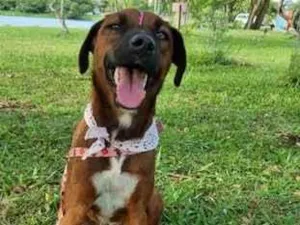 Cachorro raça SRD-ViraLata idade 3 anos nome Rosinha