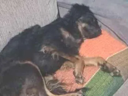 Cachorro raça SRD-ViraLata idade 2 a 6 meses nome pandora