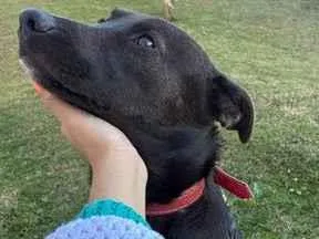 Cachorro raça SRD-ViraLata idade 2 anos nome Baby