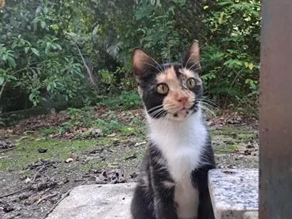 Gato raça SRD-ViraLata idade 1 ano nome Miranda