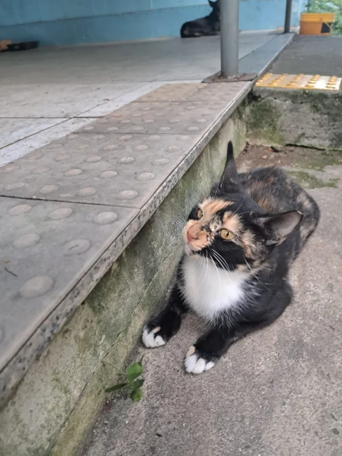Gato raça SRD-ViraLata idade 1 ano nome Miranda