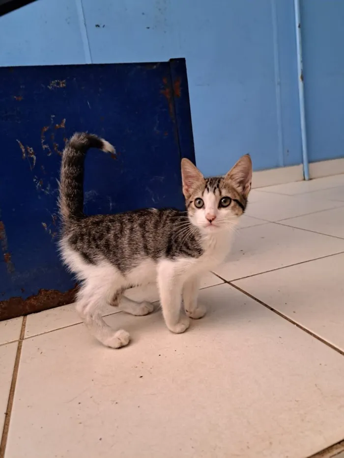 Gato raça SRD-ViraLata idade 1 ano nome Miranda