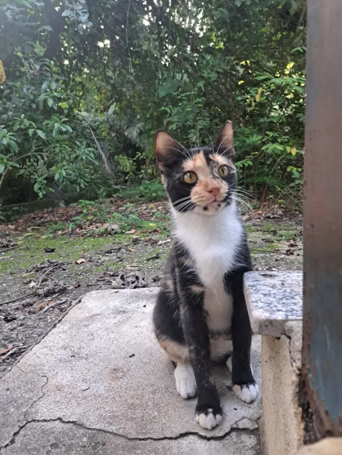 Gato raça SRD-ViraLata idade 1 ano nome Miranda