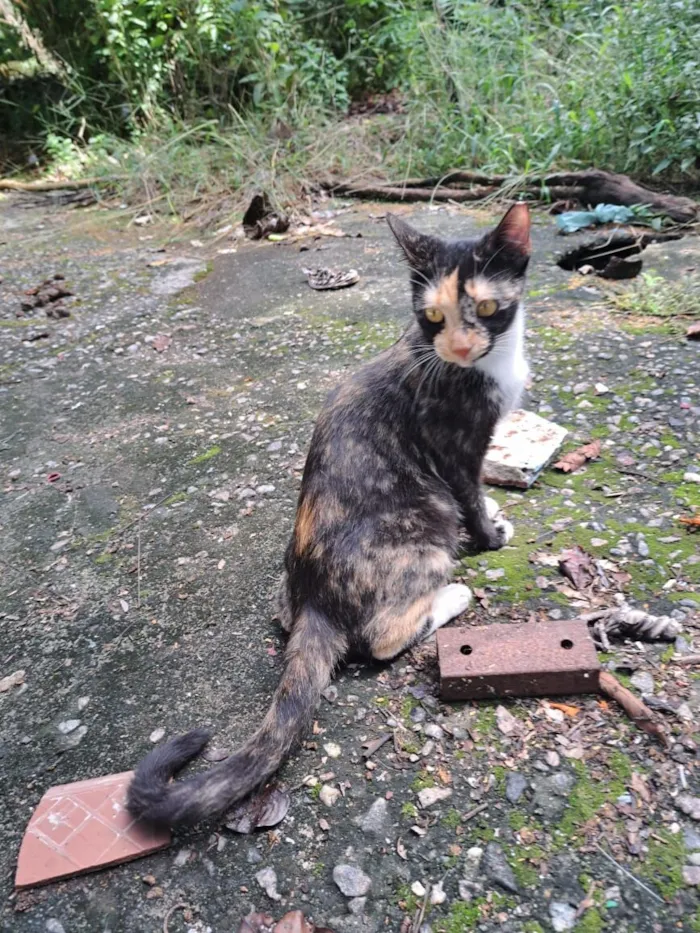 Gato raça SRD-ViraLata idade 1 ano nome Miranda