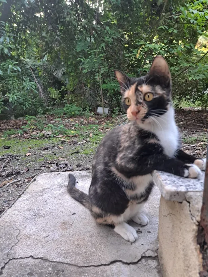 Gato raça SRD-ViraLata idade 1 ano nome Miranda