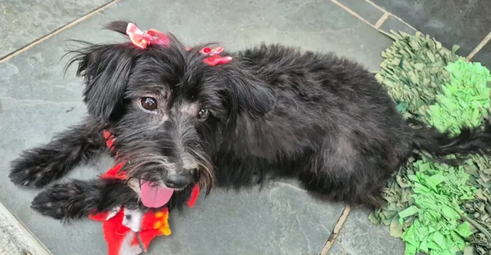 Cachorro raça SRD-ViraLata idade 1 ano nome Negga