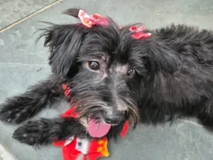 Cachorro raça SRD-ViraLata idade 1 ano nome Negga
