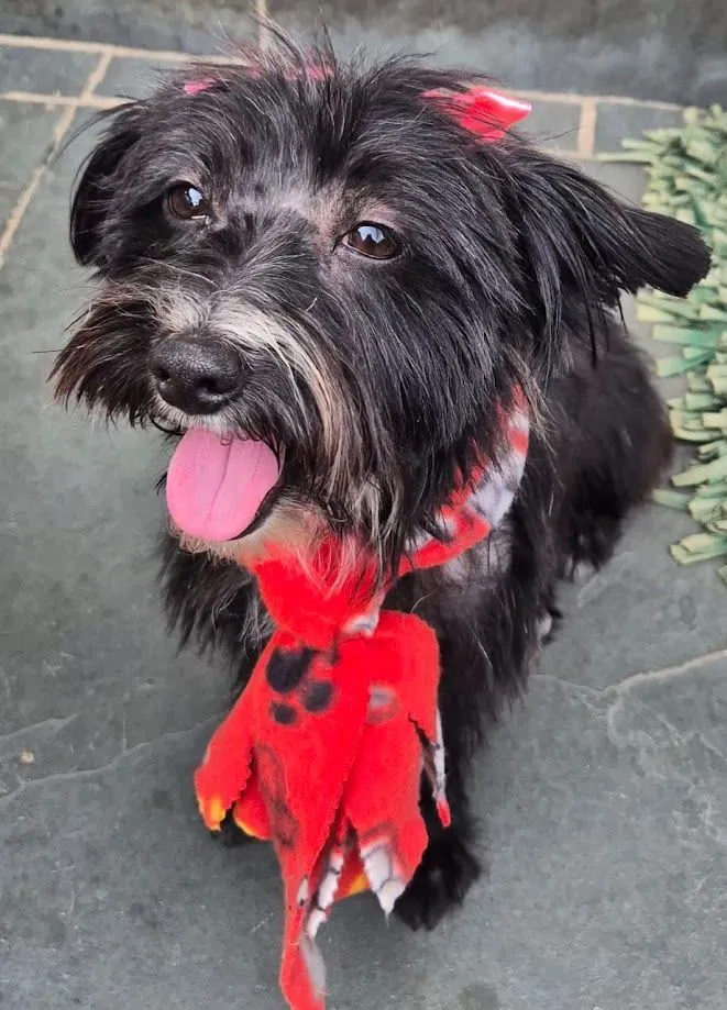 Cachorro raça SRD-ViraLata idade 1 ano nome Negga