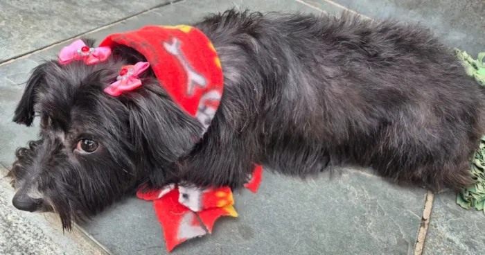 Cachorro raça SRD-ViraLata idade 1 ano nome Negga