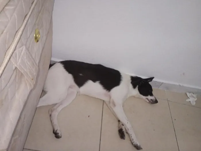 Cachorro raça SRD-ViraLata idade 2 anos nome Scarlett