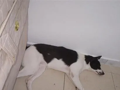 Cachorro raça SRD-ViraLata idade 2 anos nome Scarlett