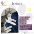 Isabelle