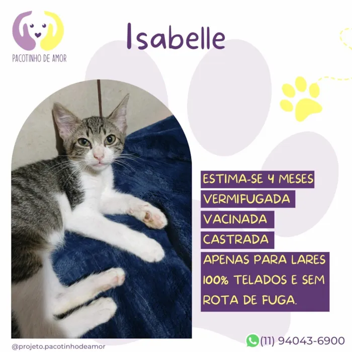 Gato raça SRD-ViraLata idade 2 a 6 meses nome Isabelle
