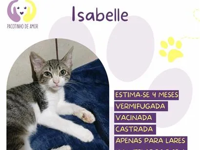 Gato raça SRD-ViraLata idade 2 a 6 meses nome Isabelle