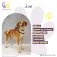 Joe