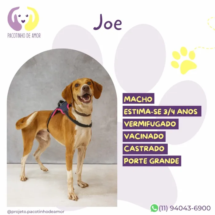Cachorro raça SRD-ViraLata idade 3 anos nome Joe