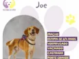 Joe