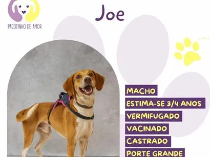 Cachorro raça SRD-ViraLata idade 3 anos nome Joe