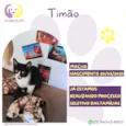Timão