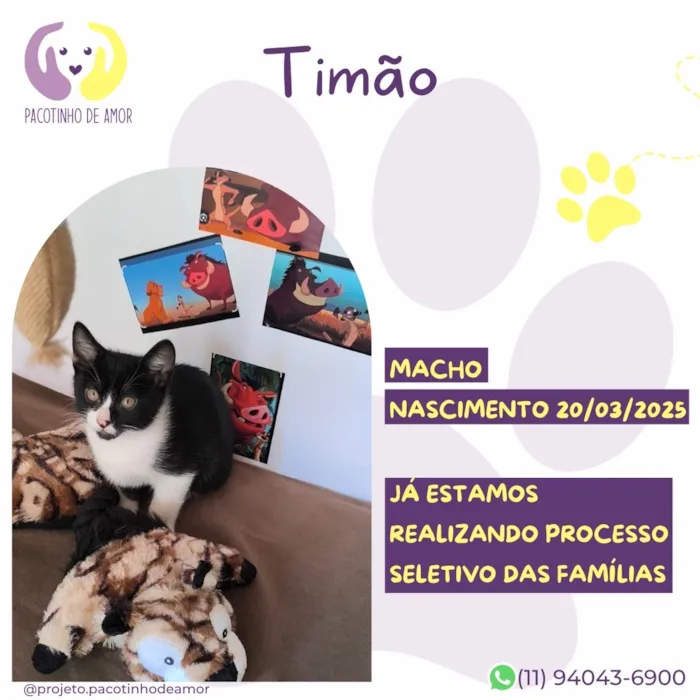 Gato raça SRD-ViraLata idade 2 a 6 meses nome Timão
