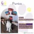 Pumba
