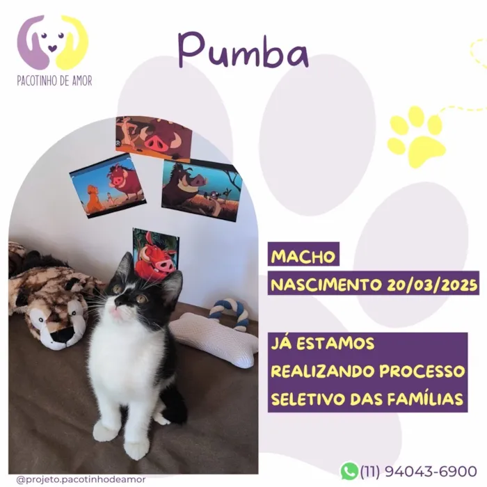Gato raça SRD-ViraLata idade Abaixo de 2 meses nome Pumba