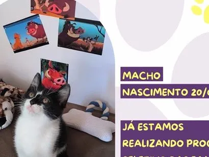 Gato raça SRD-ViraLata idade Abaixo de 2 meses nome Pumba