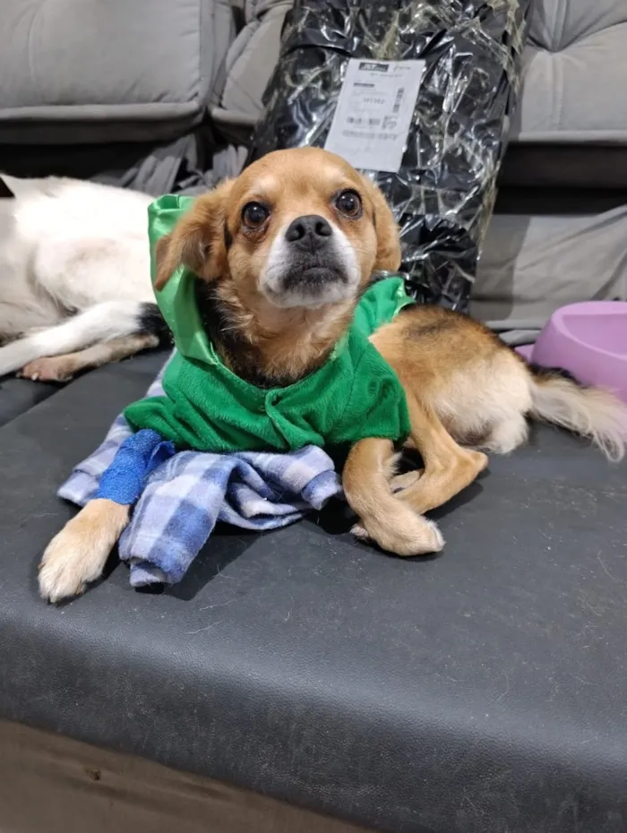 Cachorro raça SRD-ViraLata idade 2 a 6 meses nome Revoada 