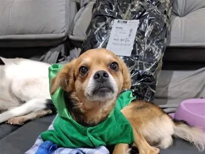 Cachorro raça SRD-ViraLata idade 2 a 6 meses nome Revoada 